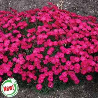 Paint the Town Red Dianthus Thumbnail